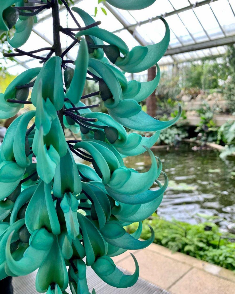 9 Fakta Jade Vine, Bunga Cantik Asal Filipina