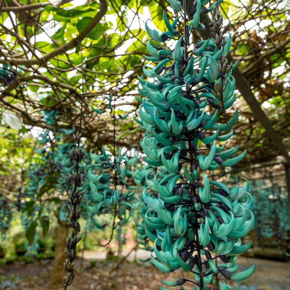 9 Fakta Jade Vine, Bunga Cantik Asal Filipina