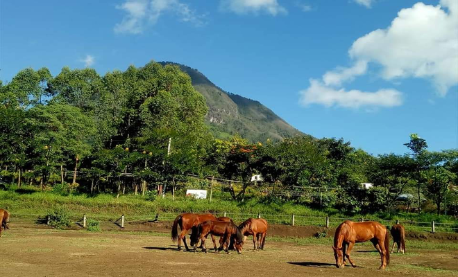 Kirab Pernikahan Kaesang Pakai 20 Kuda Milik Babinkamtibmas di Cilacap