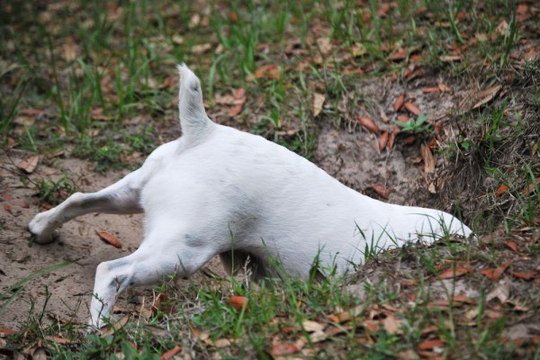 5 Kebiasaan Anjing Super Aneh, Bisa jadi Pertanda Sakit!