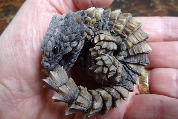 5 Fakta Menarik Kadal Armadillo, Mirip Simbol Kuno Ouroboros
