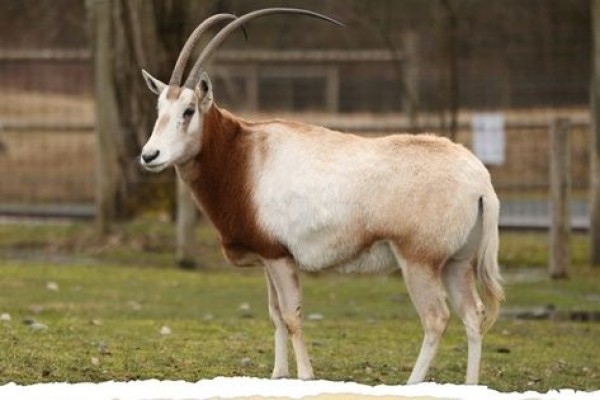 5 Fakta Unik Scimitar Oryx, Mamalia Afrika yang Terancam Punah!