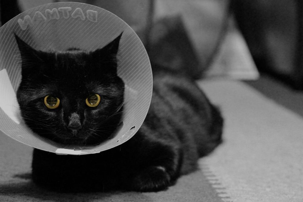 6 Tips Merawat Kucing Betina Pasca Steril, Pahami agar Tidak Panik