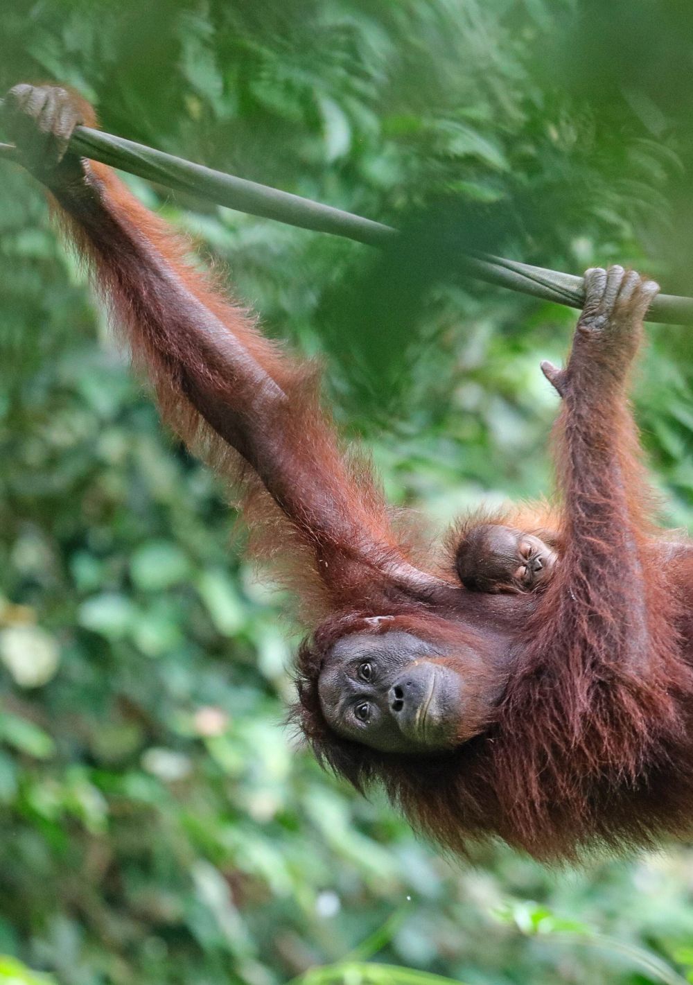 Habitatnya Terbakar, Orangutan di Ketapang Menerkam Warga di Hutan