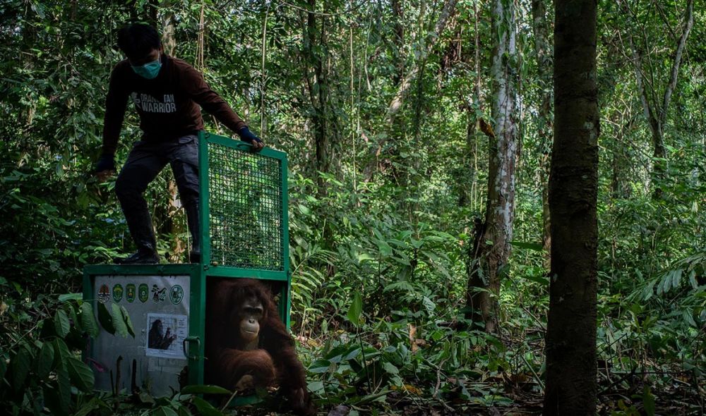 Yayasan Orangutan Borneo Basahi Lahan untuk Cegah Kebakaran