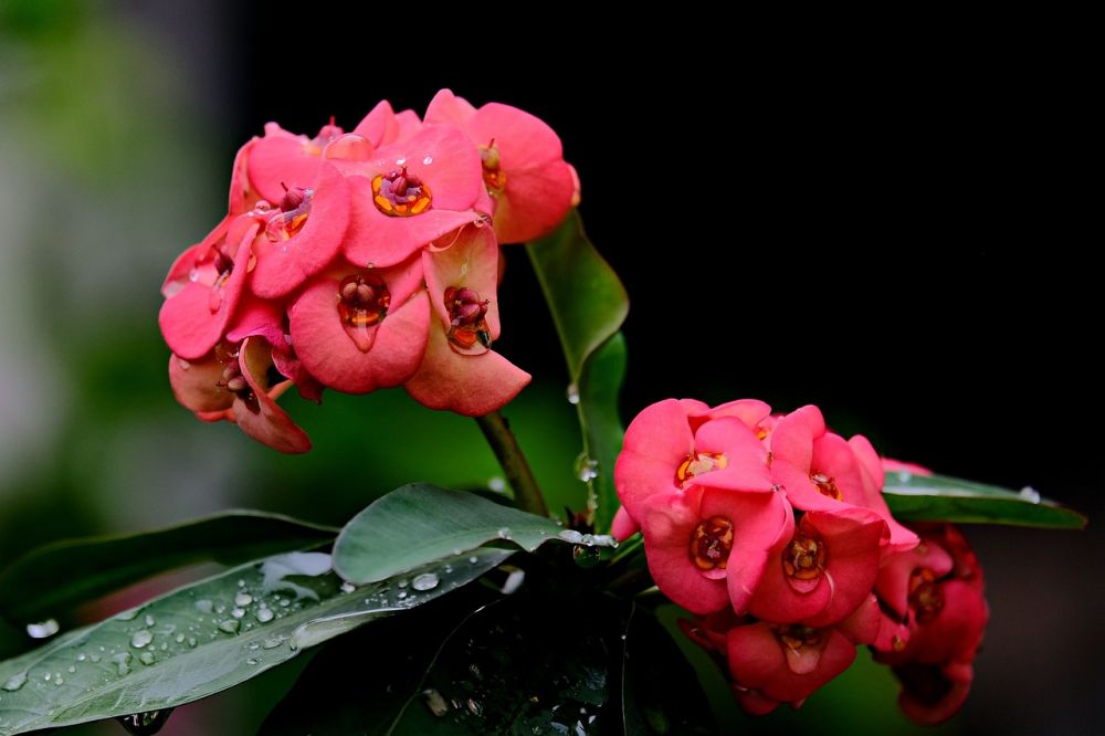 5 Rekomendasi Bunga yang Cocok Ditanam untuk Pecinta Warna Merah