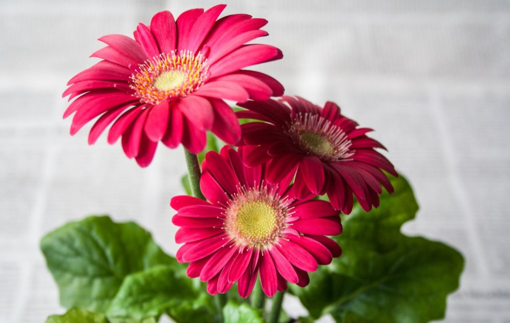 5 Rekomendasi Bunga yang Cocok Ditanam untuk Pecinta Warna Merah