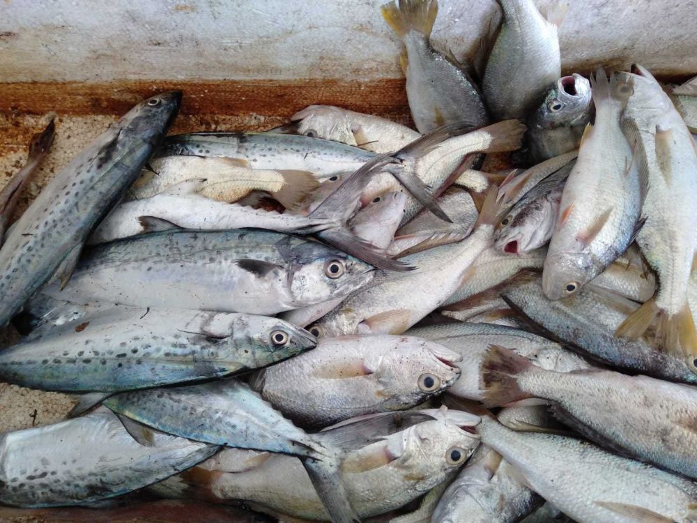 Tangkap Ikan Tenggiri Batang, Nelayan Pantai Samas Semangat Melaut