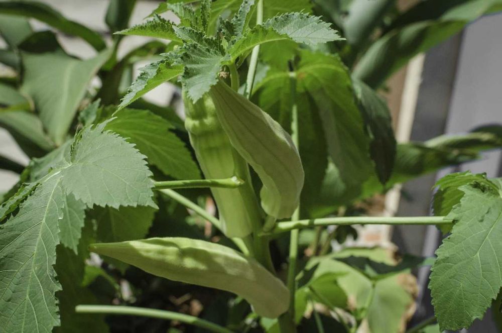 5 Cara Menanam Sayuran Okra Di Polybag, Mudah!