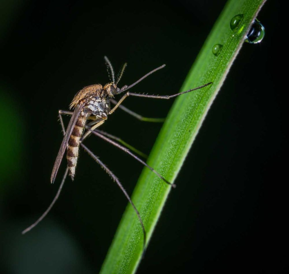 6 Cara yang Bisa Kamu Terapkan agar Rumahmu Bebas dari Nyamuk