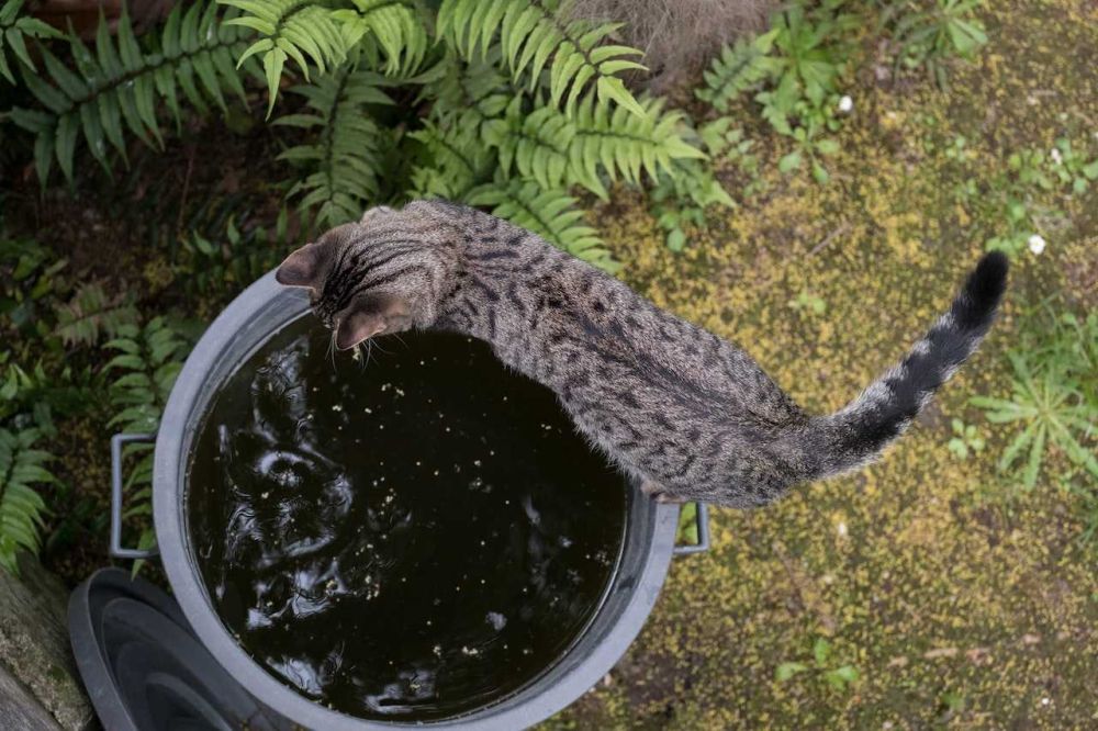 6 Cara yang Bisa Kamu Terapkan agar Rumahmu Bebas dari Nyamuk