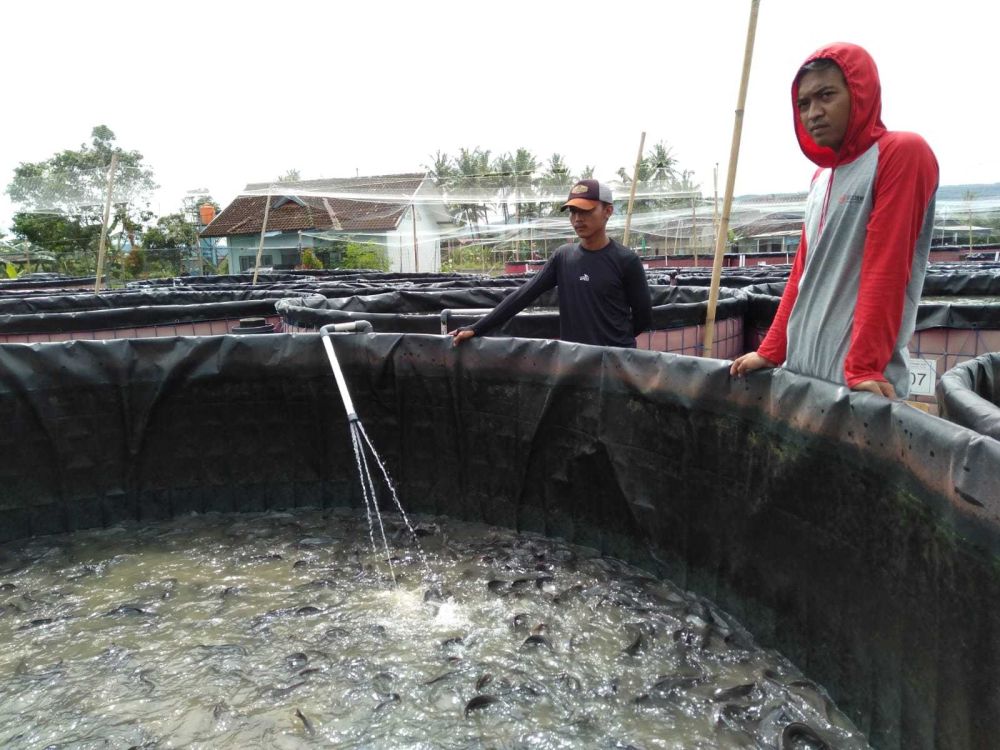 Peluang Budidaya Lele di Bantul Masih Sangat Menjanjikan