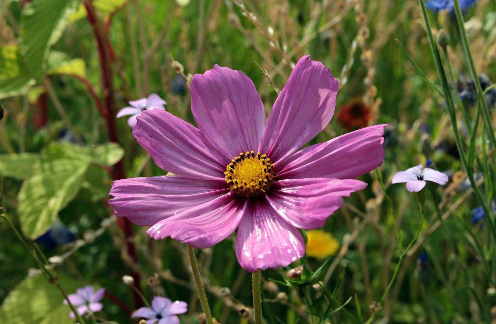 9 Fakta Bunga Cosmos, Tanaman Cantik yang Minim Perawatan