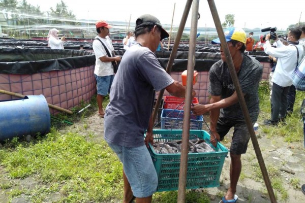 Peluang Budidaya Lele di Bantul Masih Sangat Menjanjikan