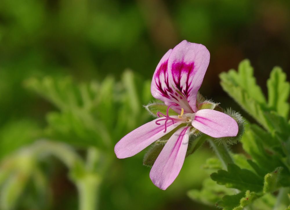 Jenis Geranium