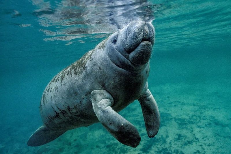 5 Fakta Unik West Indian Manatee