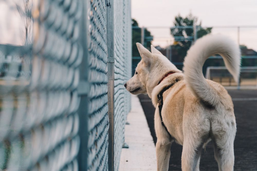 5 Kebiasaan Anjing Super Aneh, Bisa jadi Pertanda Sakit! 