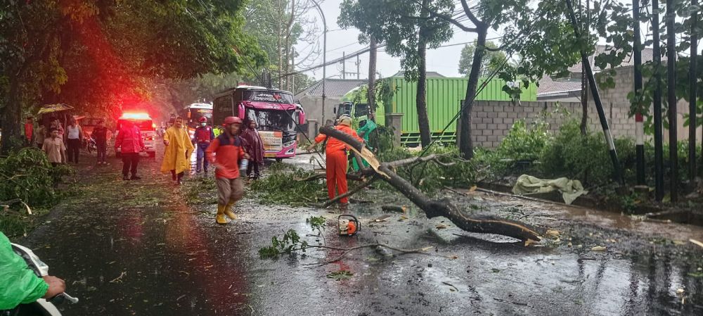 Pohon Tumbang Timpa Pengendara Motor di Kota Malang  