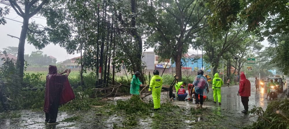 Pohon Tumbang Timpa Pengendara Motor di Kota Malang  