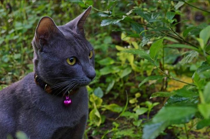 10 Fakta Menarik Kucing Busok, Kucing Endemik Pulau Raas Madura  