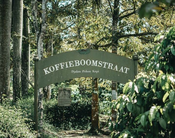 De Karanganjar Koffiplantage, Kebun Kopi Blitar Peninggalan Belanda