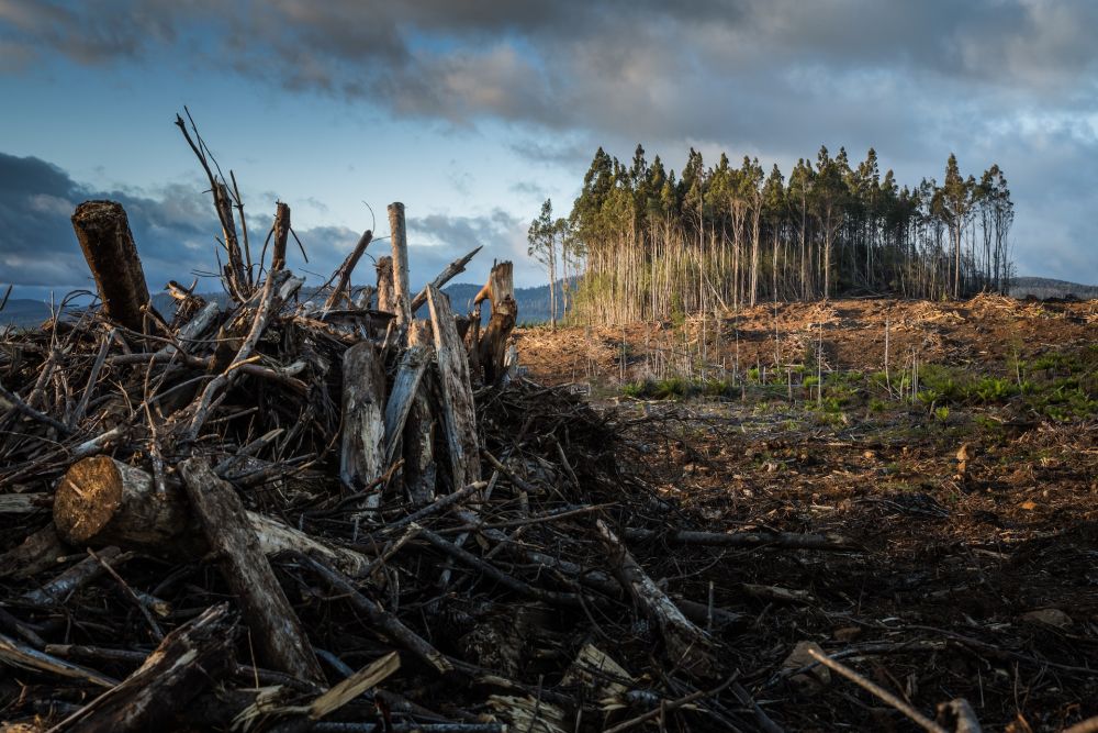 Deforestasi Brasil Naik 150 Persen Bulan Terakhir Bolsonaro