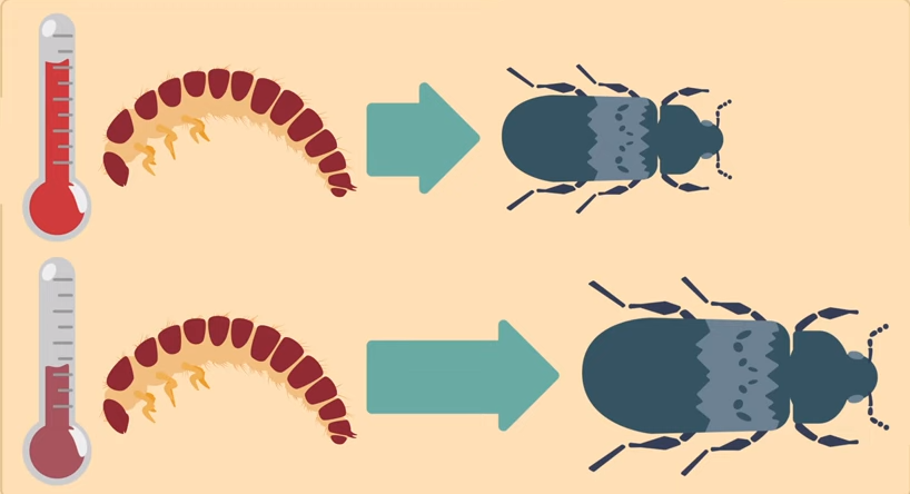 5 Fakta Dampak Perubahan Iklim bagi Serangga, Terancam Punah!