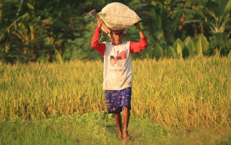 Dinas Pertanian Sumsel Ingatkan Petani Dampak Buruk Pupuk Ilegal