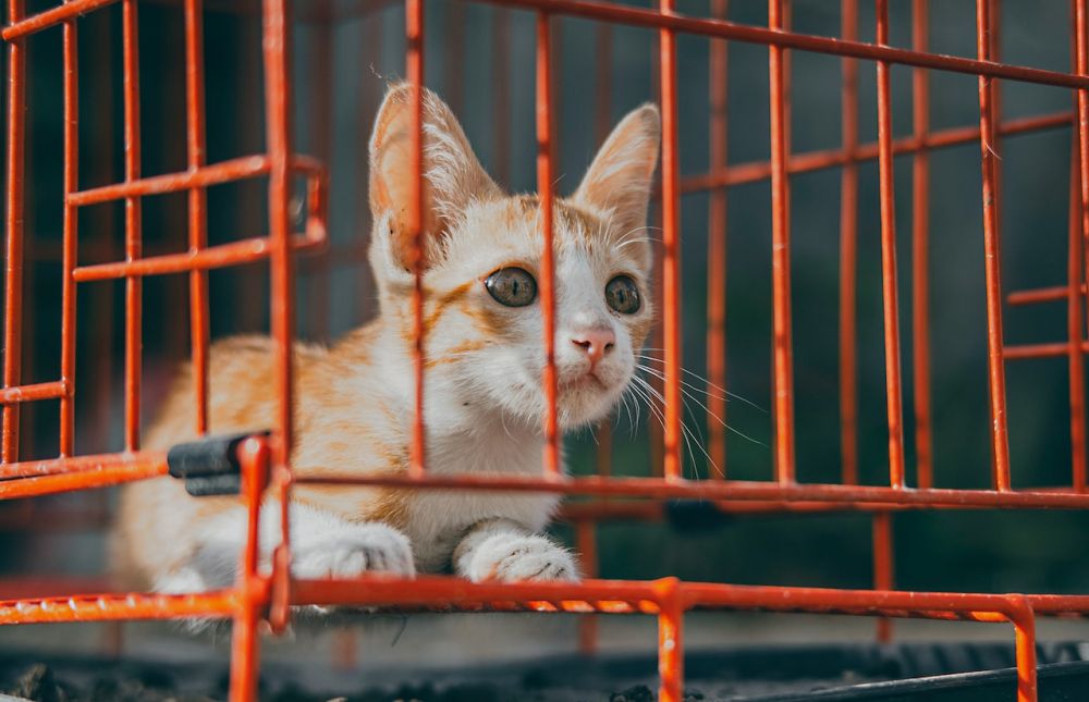 6 Tips Merawat Kucing Betina Pasca Steril, Pahami agar Tidak Panik