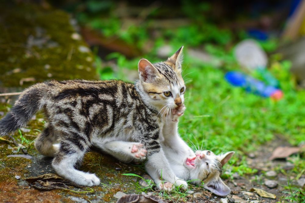 5 Fakta Feline Immunodeficiency Virus Penyakit Pada Kucing