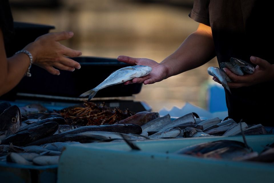 Bikin Duta Gemar Ikan, Cara Palembang Tekan Kasus Stunting