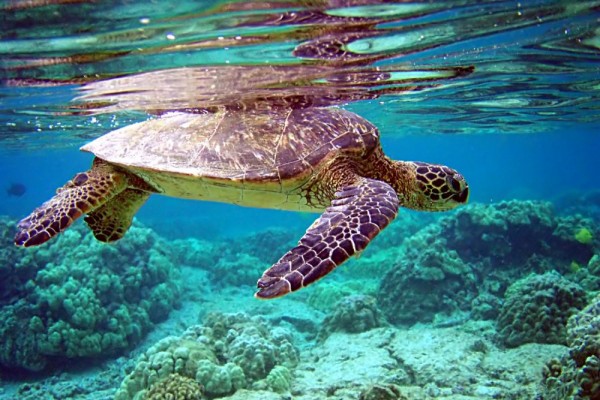 5 Fakta Menarik Penyu Hijau, Tukang Kebun yang Berjasa bagi Laut