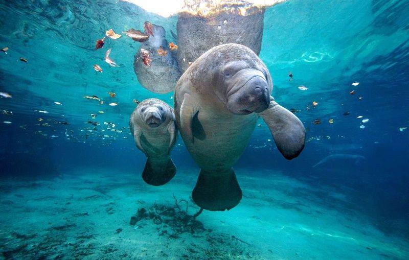 5 Fakta Unik West Indian Manatee