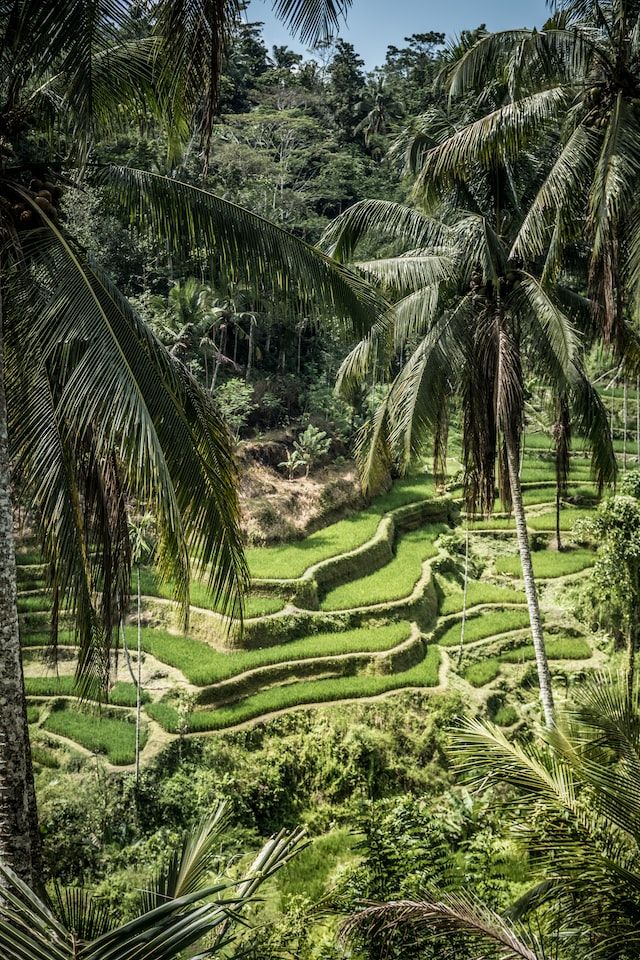 10 Potret Indah Tegalalang Rice Terrace, Persawahan Asri di Pulau Bali