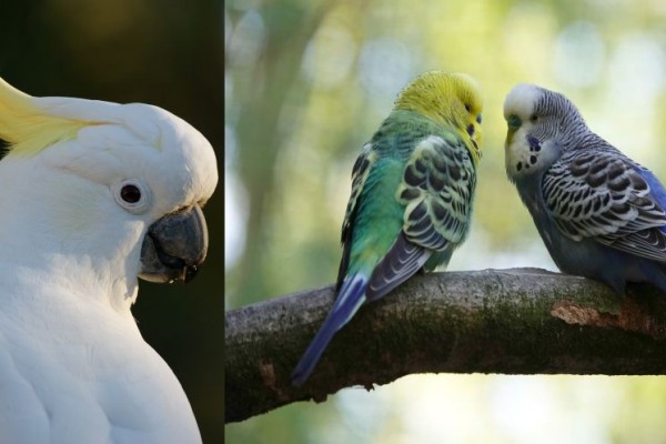 8 Burung Parrot Super Cantik Yang Mudah Dipelihara Manusia