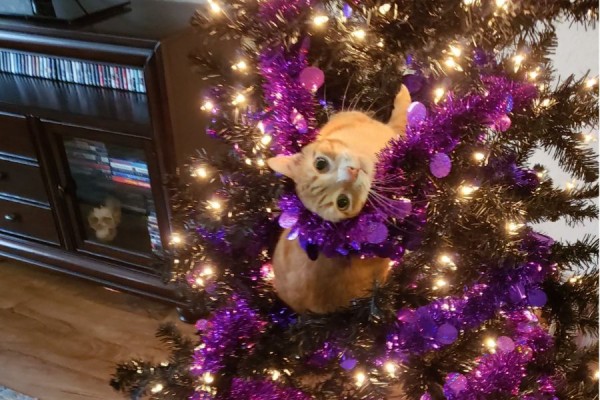16 Potret Kucing Barbar di Pohon Natal, Bikin Kacau!