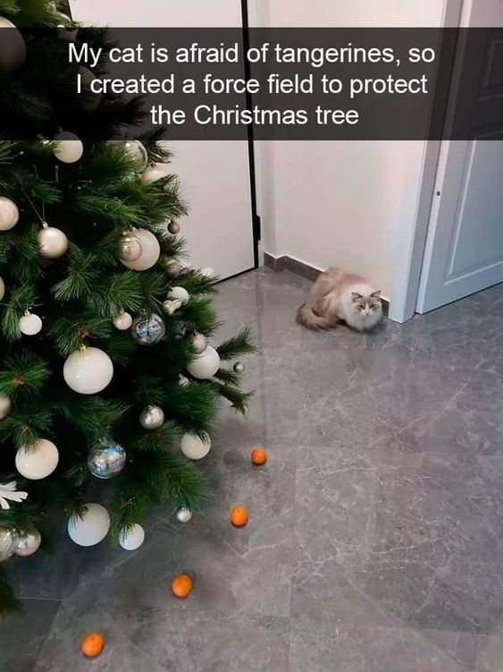 16 Potret Kucing Barbar di Pohon Natal, Bikin Kacau!