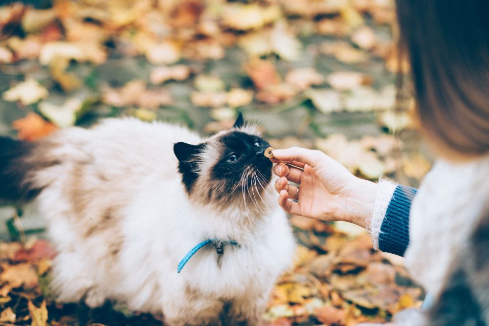 5 Cara yang Dilakukan untuk Mencari Kucing Hilang