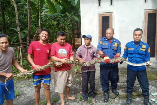 Ular Piton Sepanjang 5 Meter Sembunyi di Atap Dapur Warga Bantul