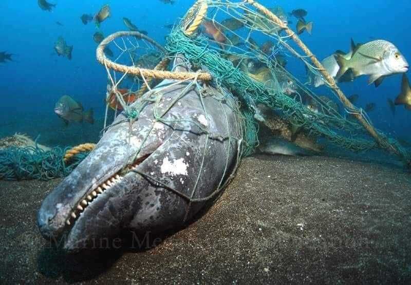 Miris! Potret Sampah di Laut, Ada yang Sengaja Membuang Ban Bekas