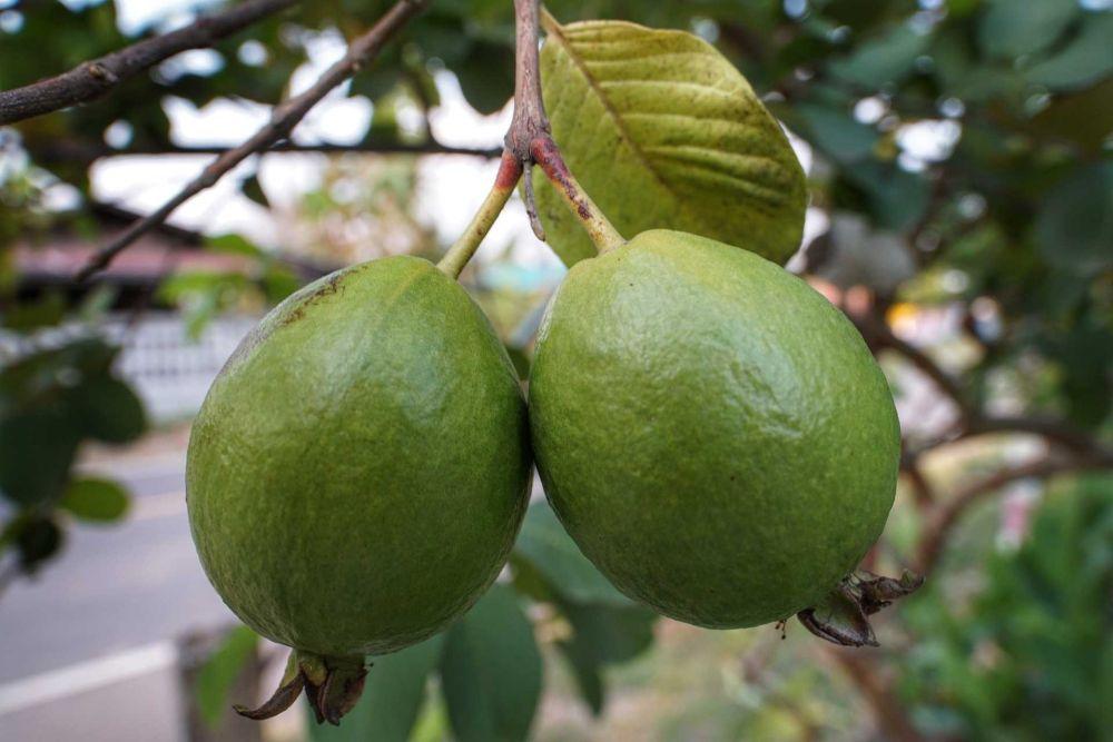 Jambu Biji: Buah Tropis yang Kaya Vitamin C