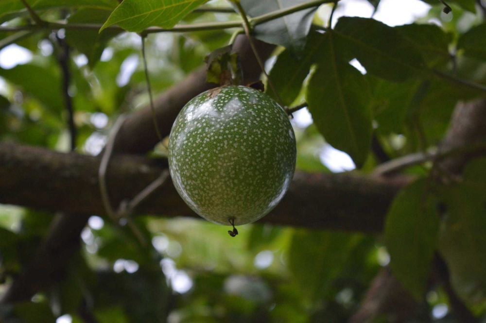 19 Fakta Tersembunyi Markisa Buah Dengan Segudang Manfaat