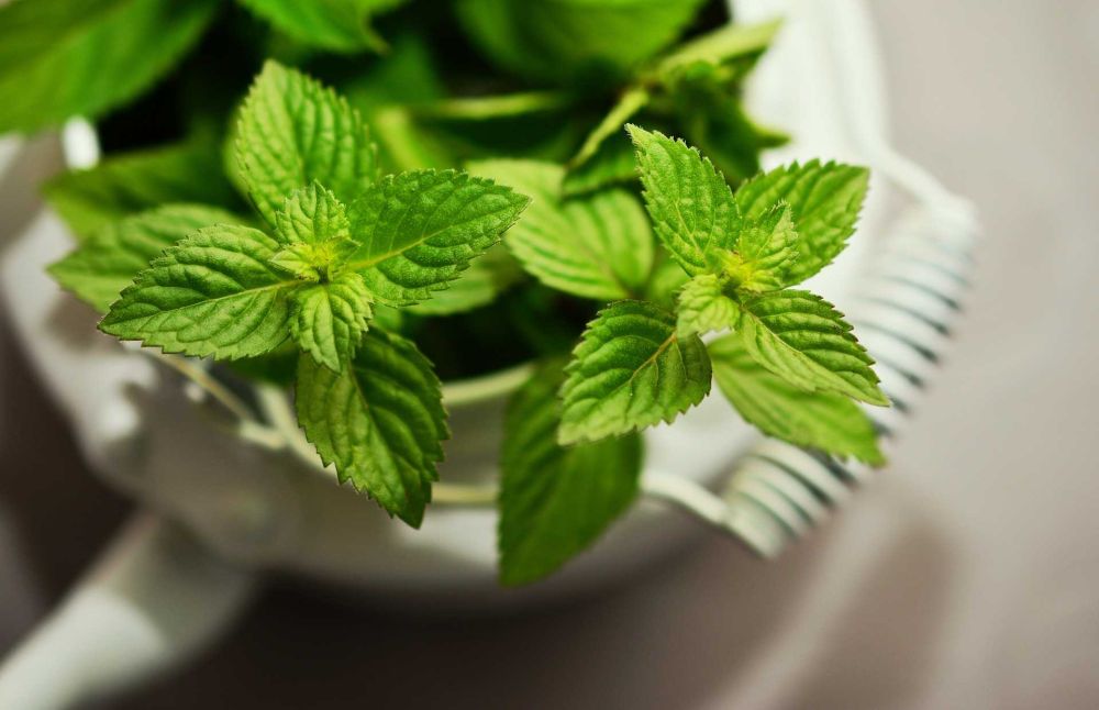 Menikmati Segudang Manfaat dari Tanaman Mint: Dari Aroma Segar hingga Kesehatan Optimal