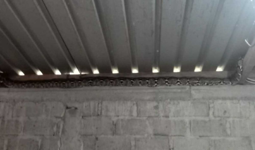 Ular Piton Sepanjang 5 Meter Sembunyi di Atap Dapur Warga Bantul 