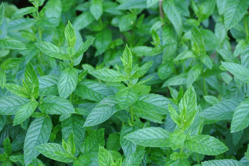 Daun Mint: Segudang Manfaat, Aroma Menyegarkan, dan Cara Penyajian Kreatif