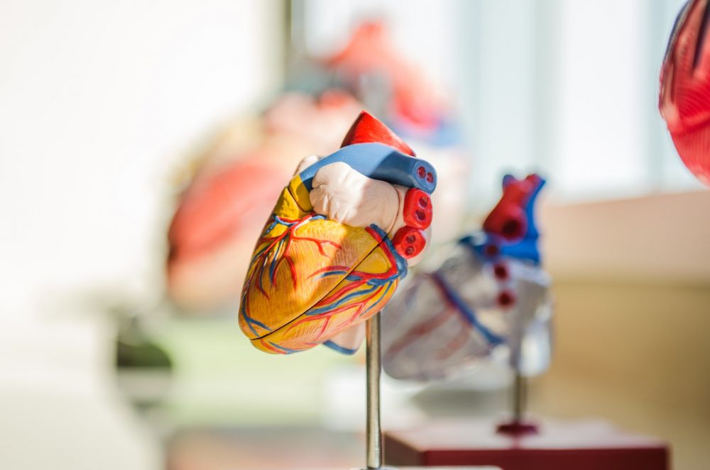 Manfaat Petai Bagi Tubuh Bagus untuk Sistem Pencernaan hingga Jantung 