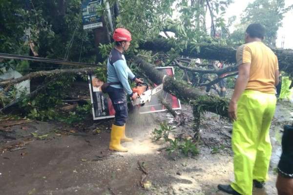 Pohon Tumbang Di Pakisaji Putuskan Akses Malang-Blitar