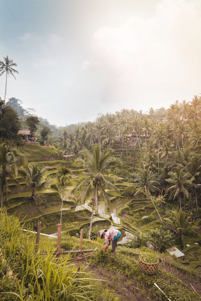 10 Potret Indah Tegalalang Rice Terrace, Persawahan Asri di Pulau Bali