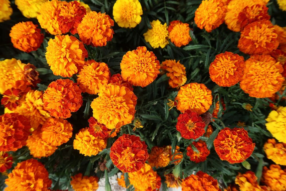 9 Fakta Marigold, 'Bunga Kematian' Yang Tidak Mematikan