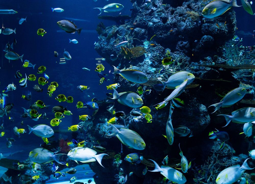 Akademisi Menilai Trawl Masih Jadi Masalah Ekosistem Laut